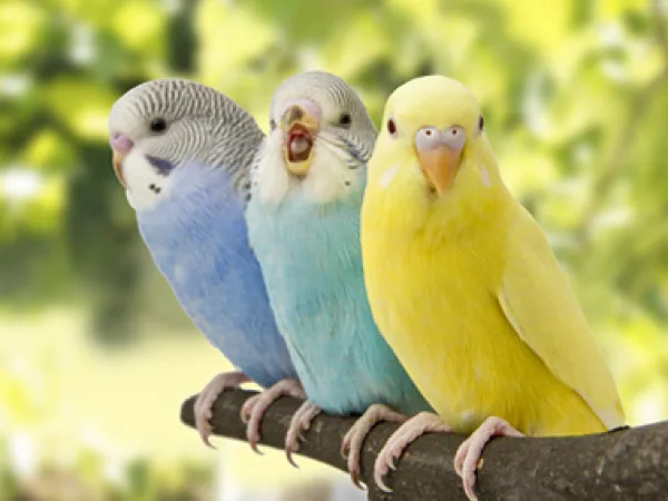 Oiseaux présentés historiquement dans la boutique Animal’s Food Market