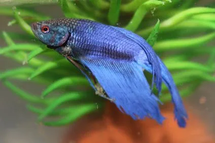 Poissons et aquarium photographiés dans la boutique